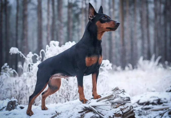 Цвергпинчер-породы короткошерстных собак