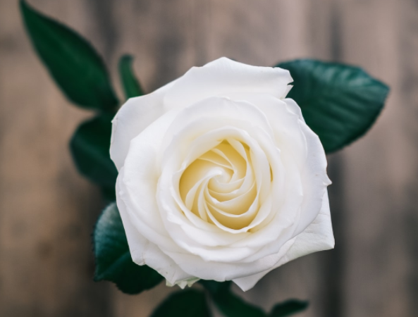 белая роза